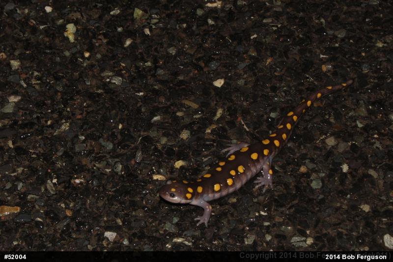 Spotted Salamander