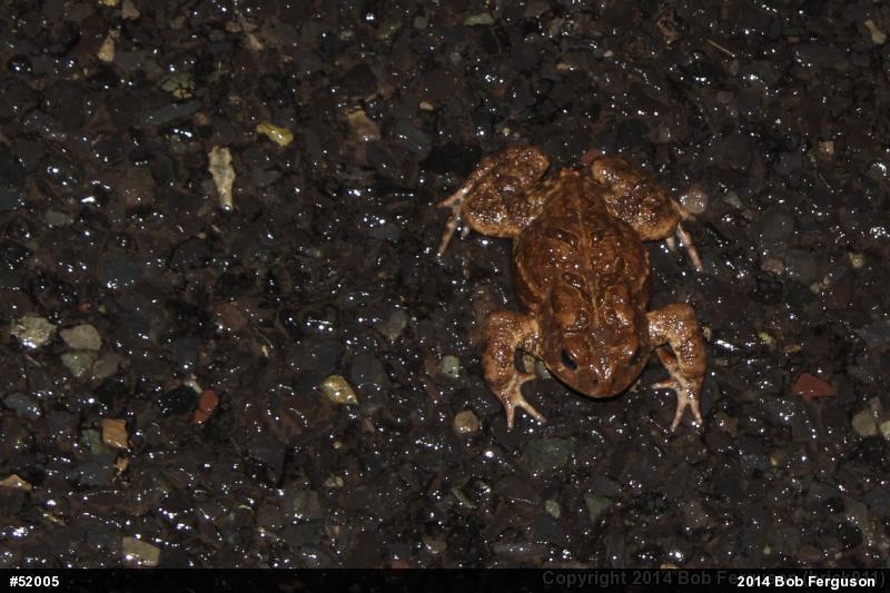 Eastern American Toad