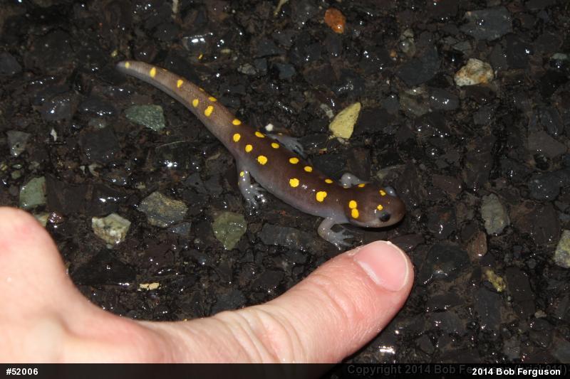 Spotted Salamander
