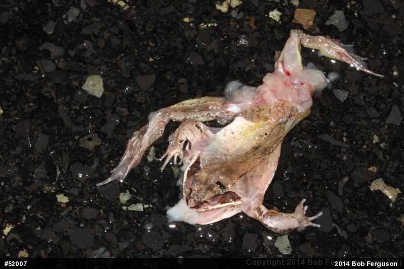 Wood Frog