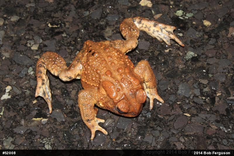 Eastern American Toad