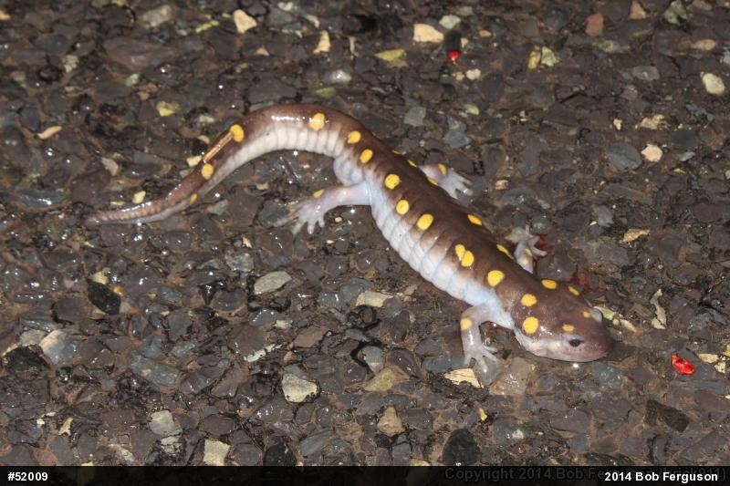 Spotted Salamander
