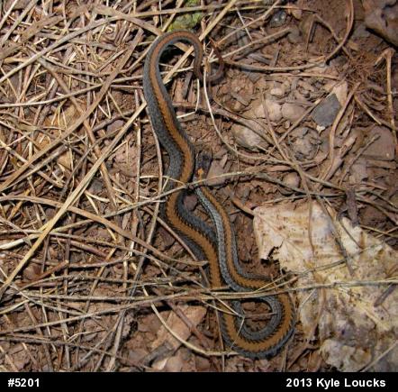Red-bellied Snake