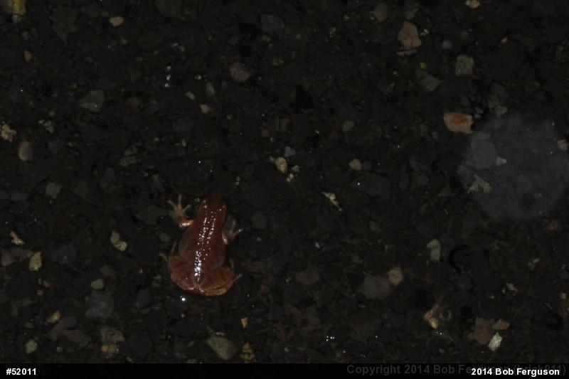 Spring Peeper