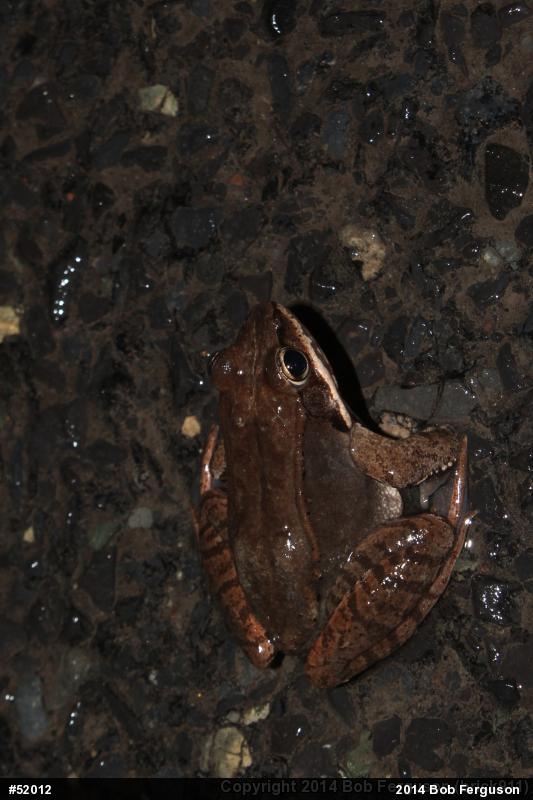 Wood Frog