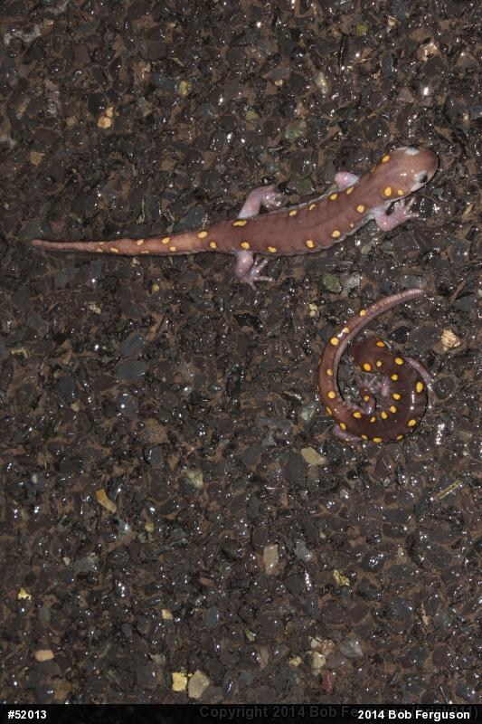 Spotted Salamander