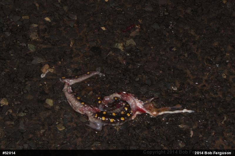Spotted Salamander