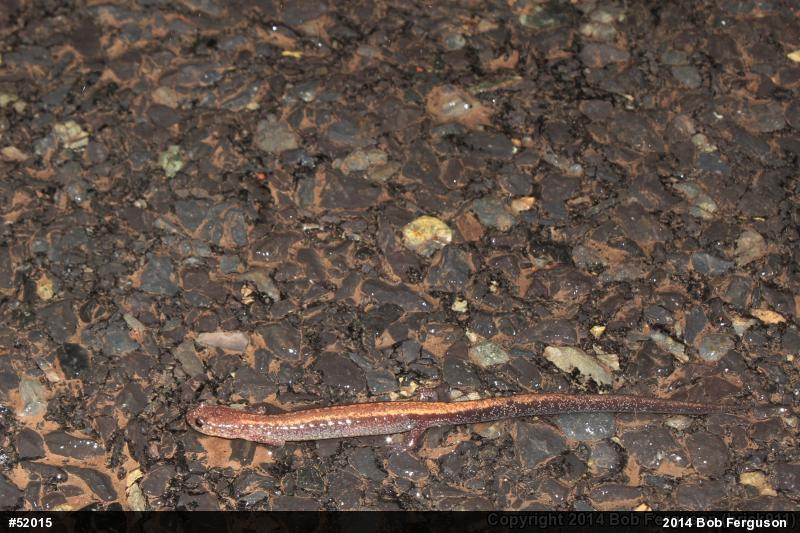 Eastern Red-backed  Salamander