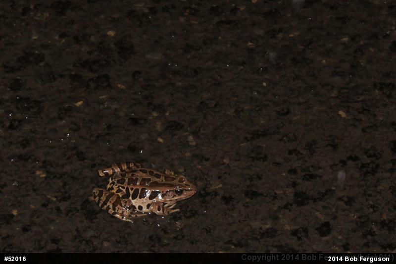 Pickerel Frog