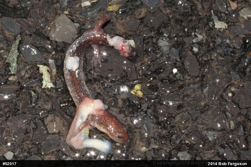 Eastern Red-backed  Salamander