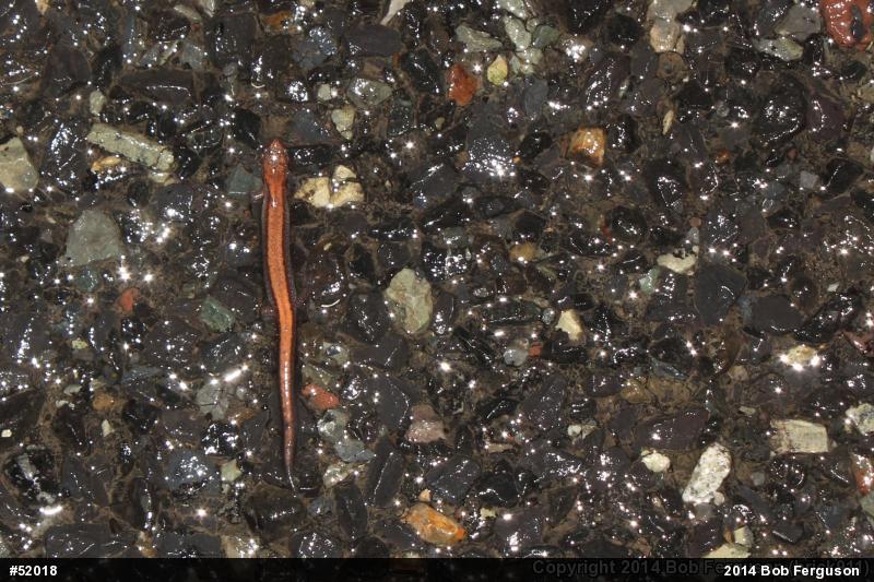 Eastern Red-backed  Salamander