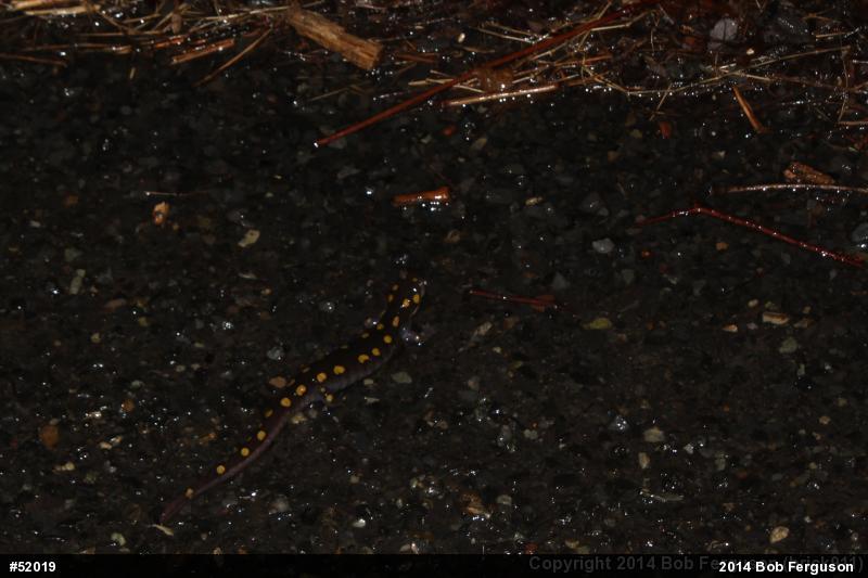 Spotted Salamander