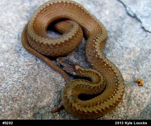 Red-bellied Snake