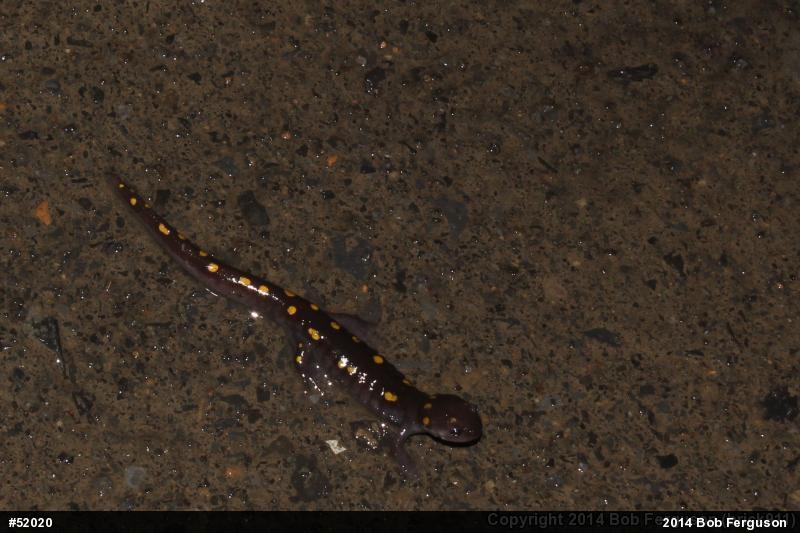 Spotted Salamander