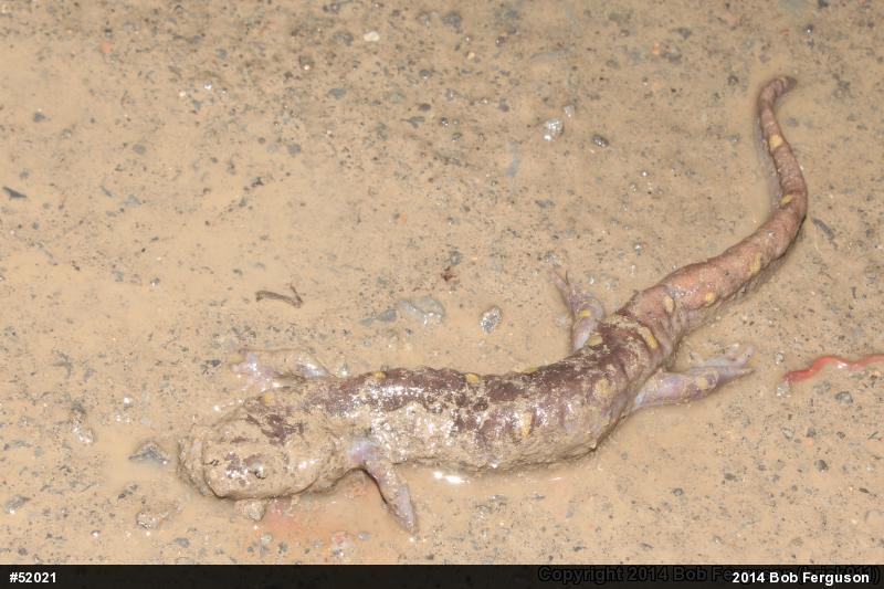 Spotted Salamander