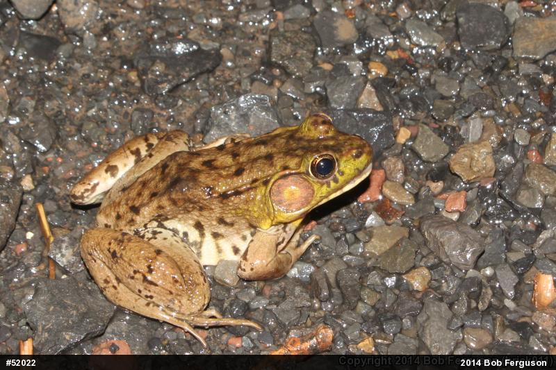 Green Frog