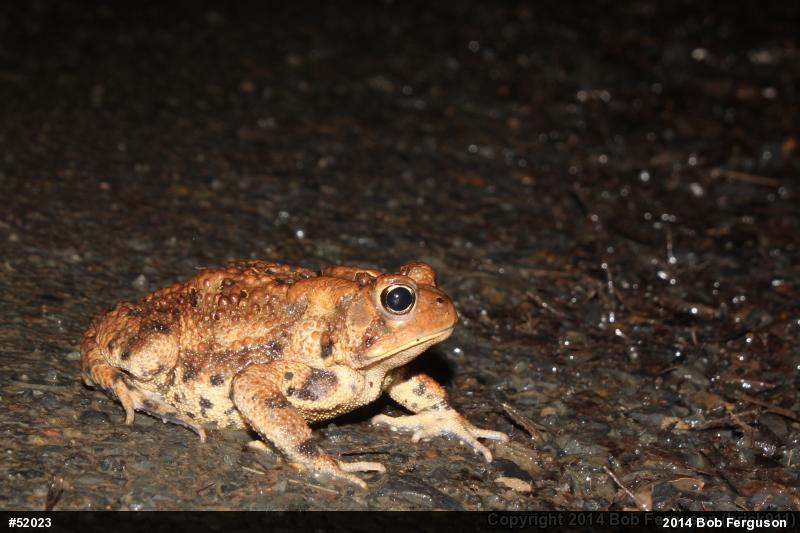 Eastern American Toad