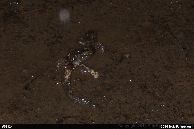 Spotted Salamander