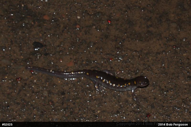 Spotted Salamander