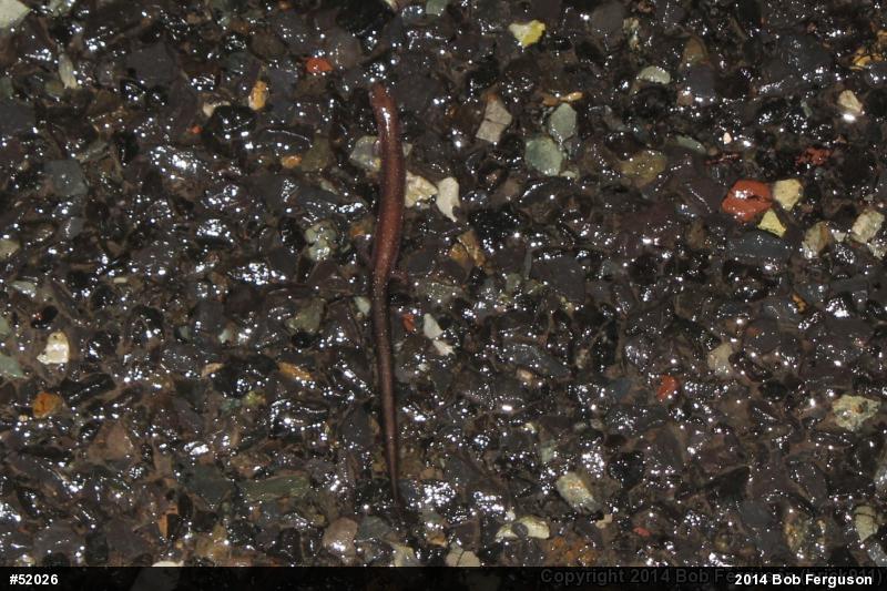 Eastern Red-backed  Salamander