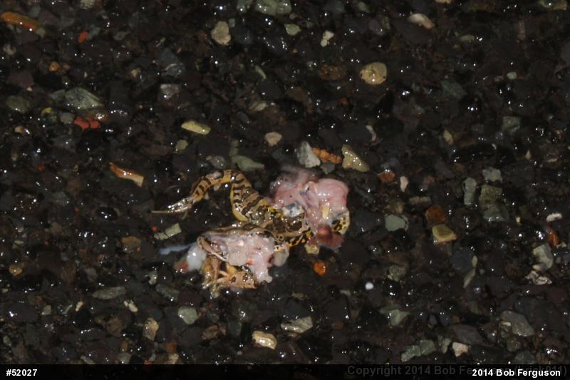 Pickerel Frog