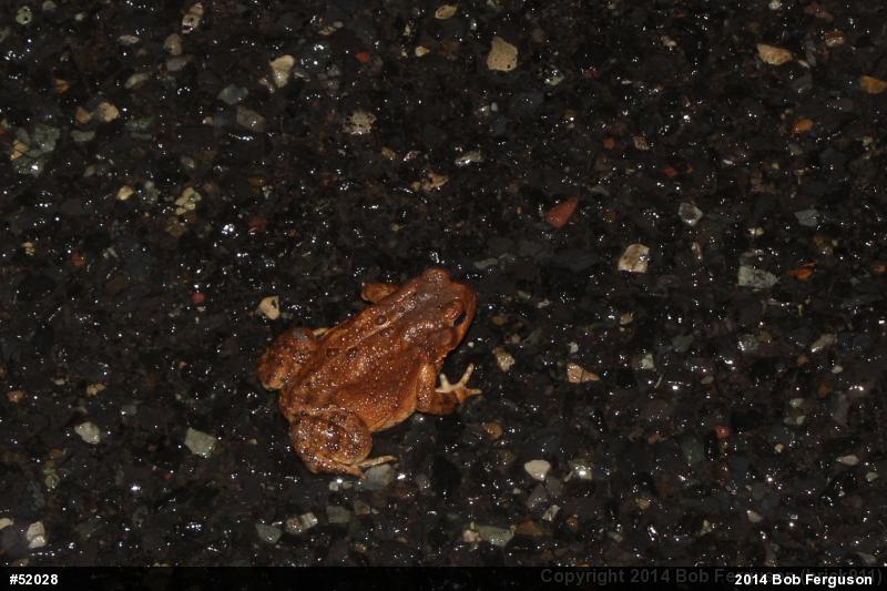 Eastern American Toad