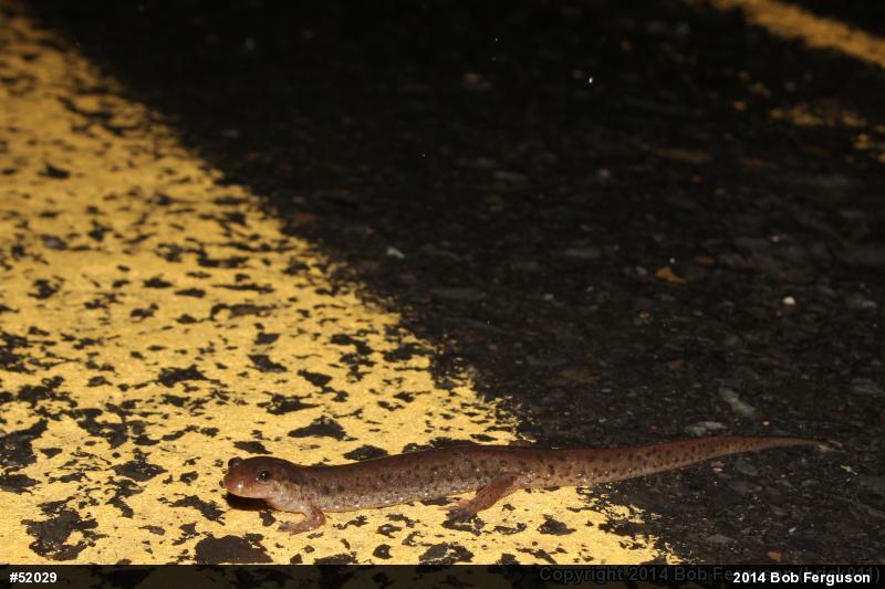 Northern Dusky Salamander