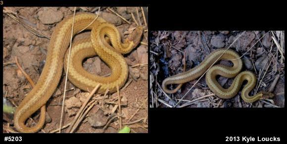 Red-bellied Snake