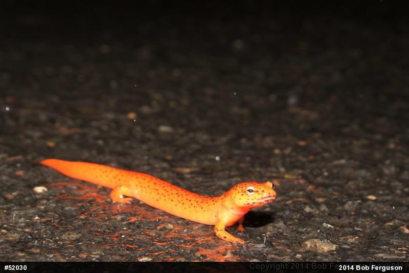 Northern Red Salamander