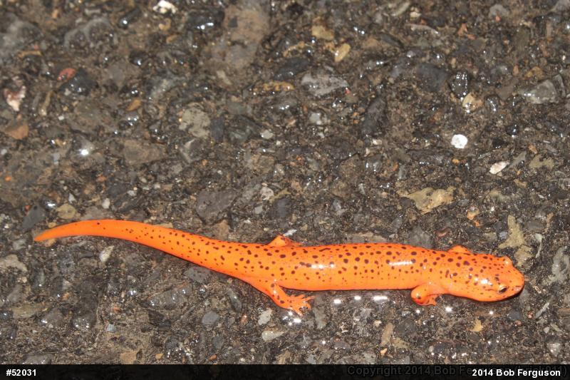 Northern Red Salamander