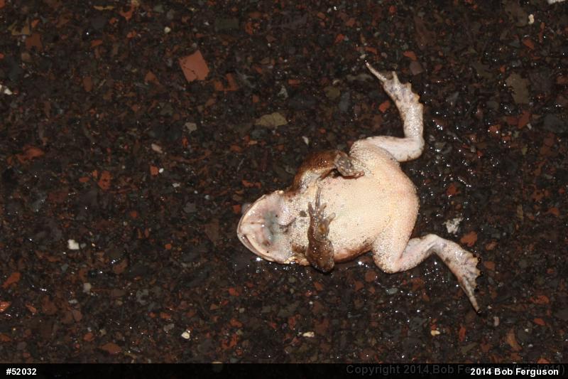 Eastern American Toad