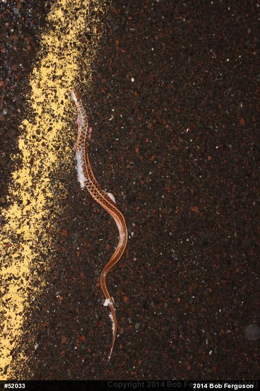 Eastern Gartersnake
