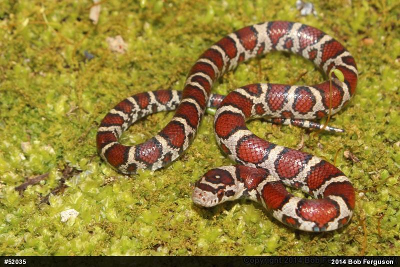 Eastern Milksnake