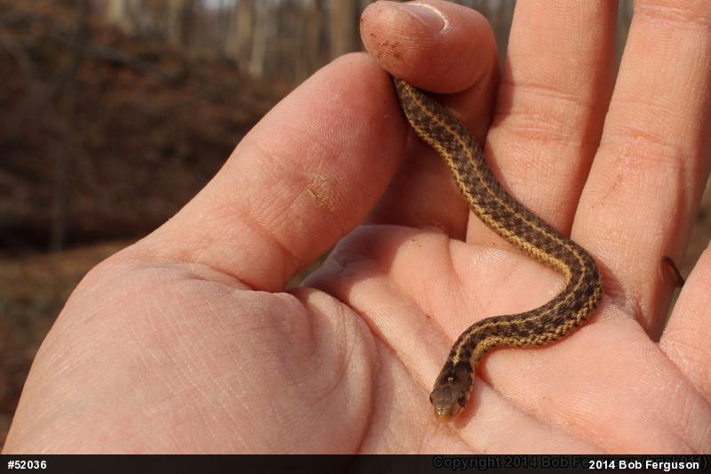 Eastern Gartersnake