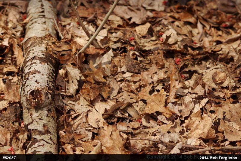 Dekay's Brownsnake