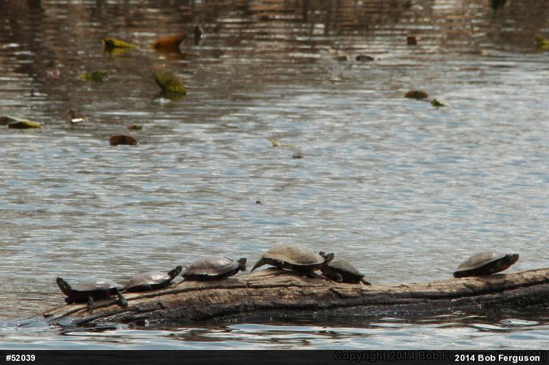 Painted Turtle