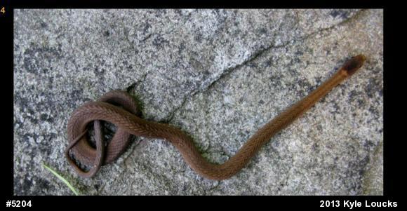 Red-bellied Snake