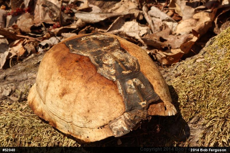 Eastern Box Turtle