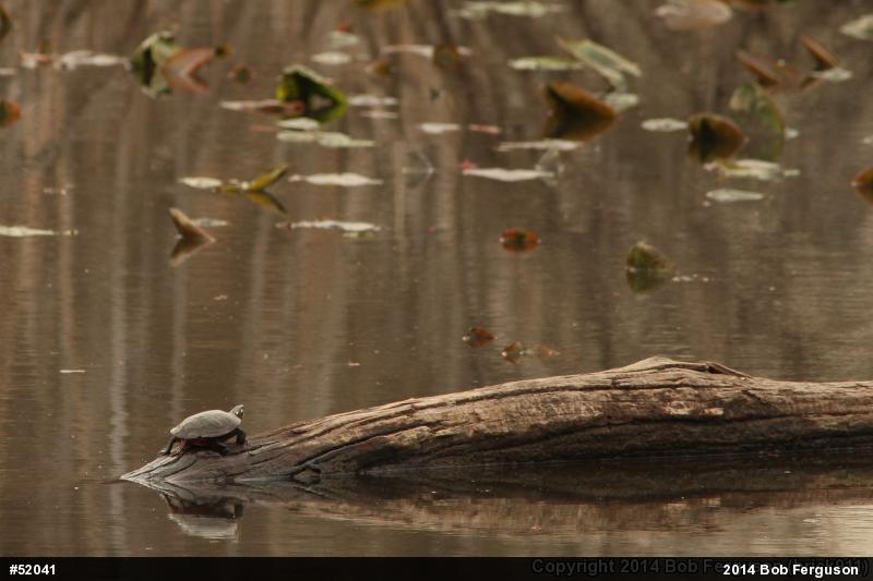 Eastern Painted Turtle