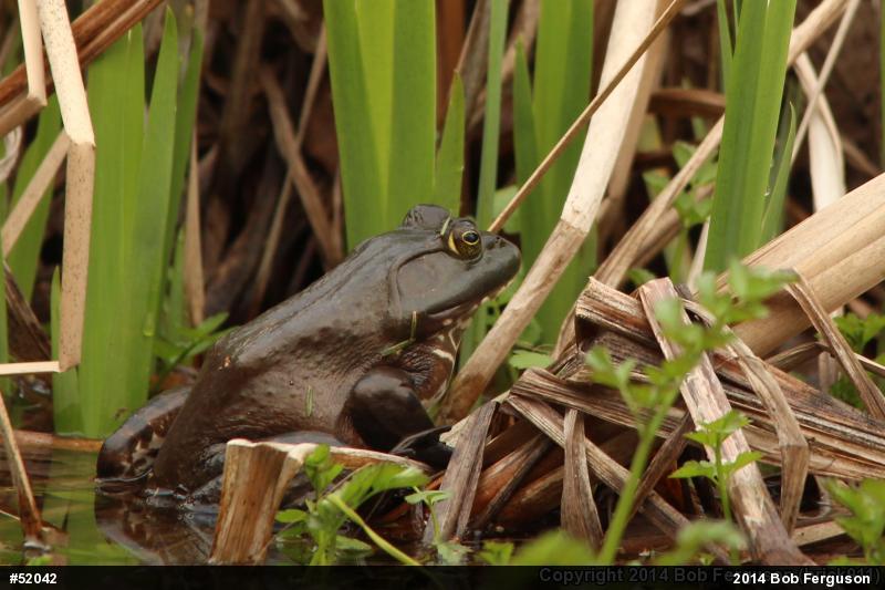 American Bullfrog