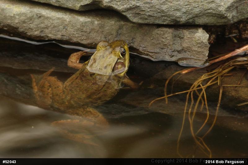 Green Frog