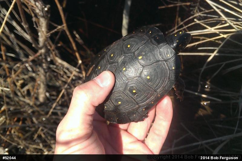 Spotted Turtle