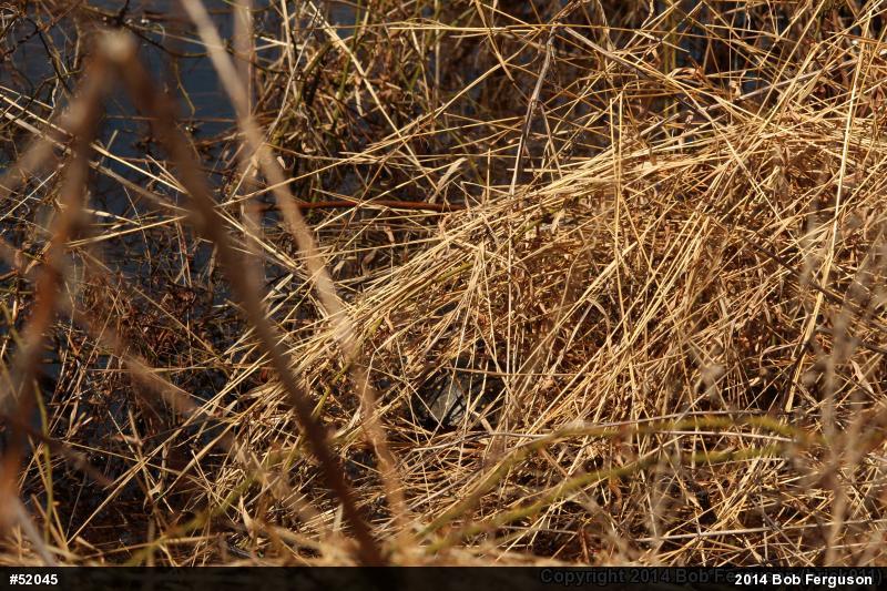 Spotted Turtle