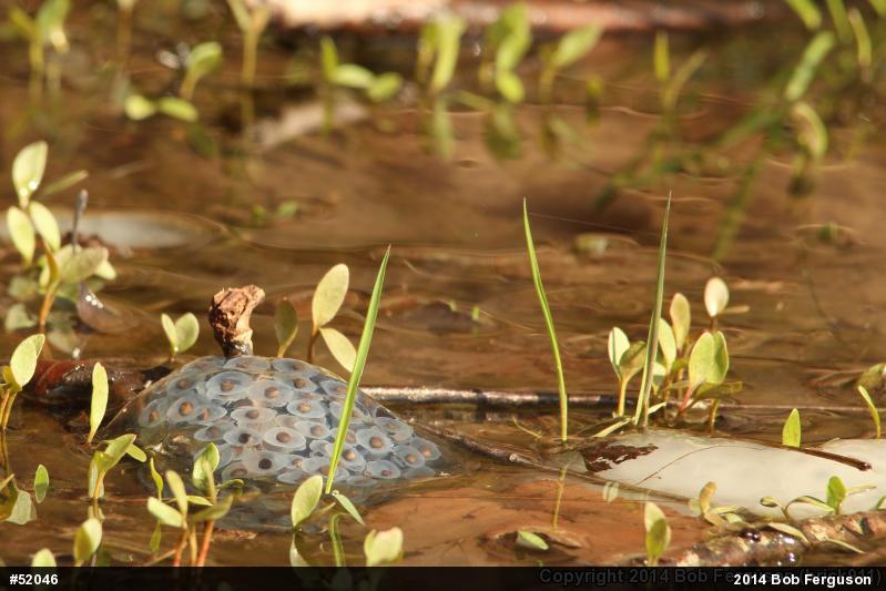 Wood Frog