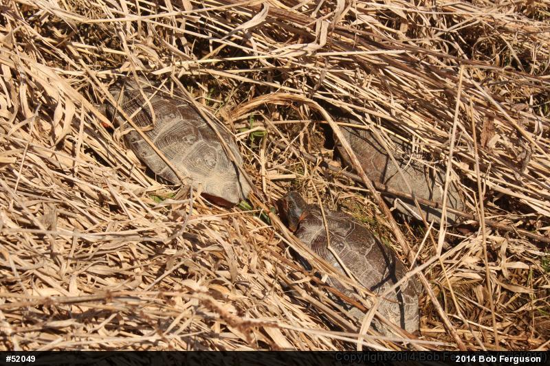 Wood Turtle