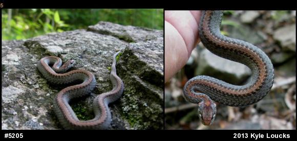Red-bellied Snake