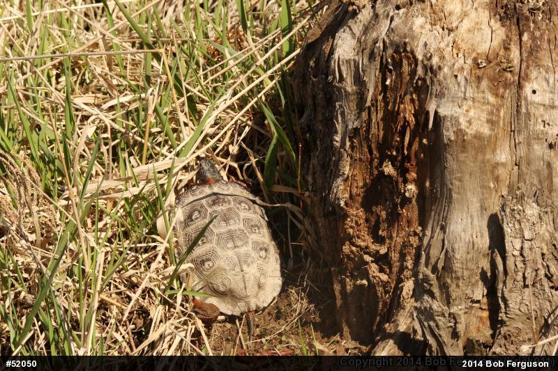 Wood Turtle