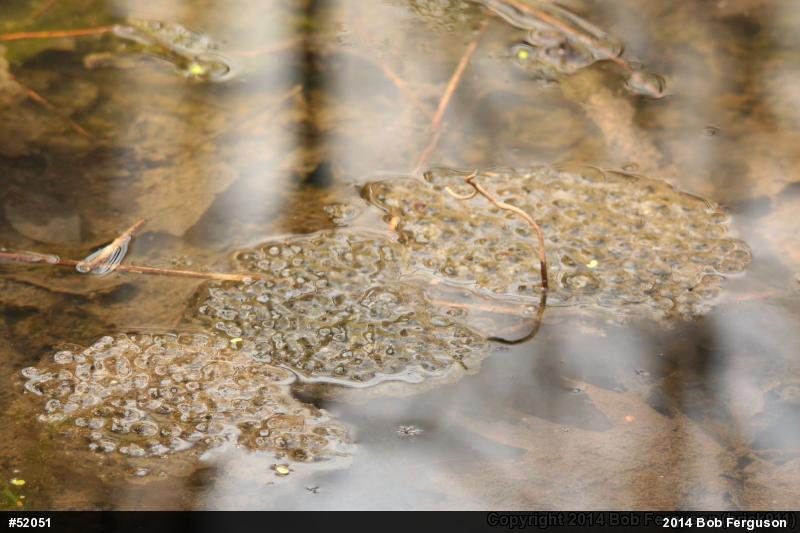 Wood Frog