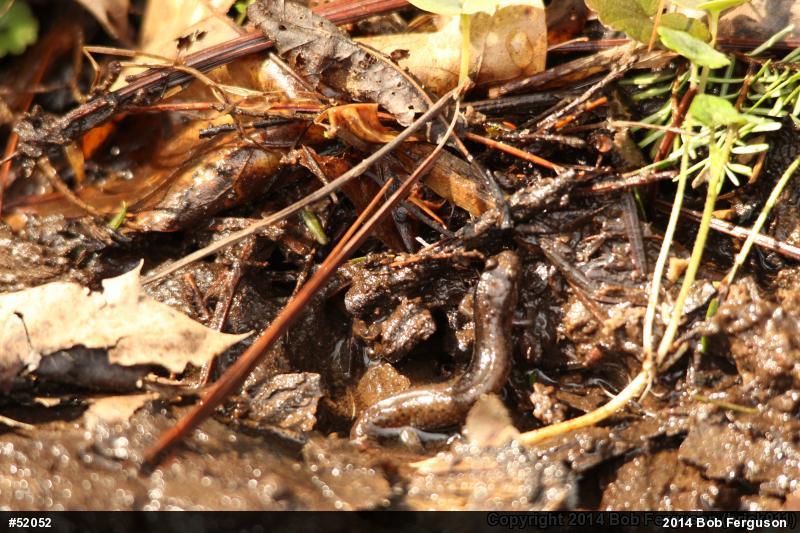 Northern Dusky Salamander