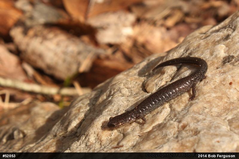 Eastern Red-backed  Salamander